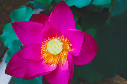 彩票连开趋势分析